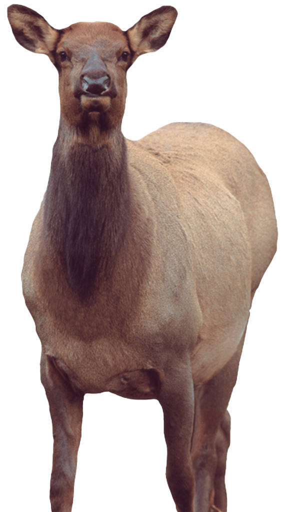 MONTANA DECOY EICHLER ELK-img-0